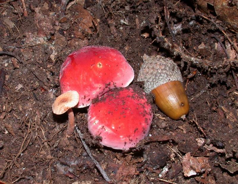 Una piccola Russula.....